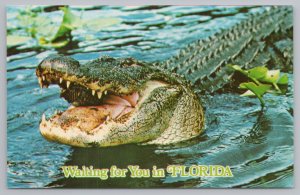 Animal~Open Jawed Alligator: Waiting for You in Florida~1983 Vintage Postcard