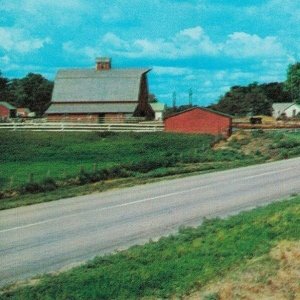 USA Cattle Ranch on a Modern Highway Cokato Minnesota Vintage Postcard 07.64