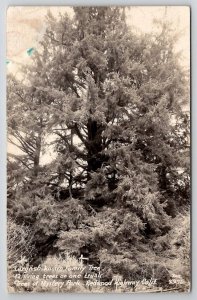 Trees Of Mystery Park Redwood Hwy CA Largest Family Tree Real Photo Postcard A50