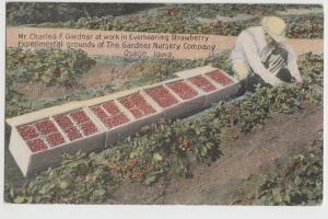 Iowa Ia Postcard 1919 OSAGE Strawberry EXPERIMENTAL GROUNDS Gardner Nursery