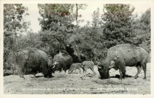 RPPC Postcard; At the Buffalo Ranch near Redding CA Eastman B-7703