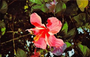 Hibiscus Beautiful Tropical Flower Bermuda Postcard