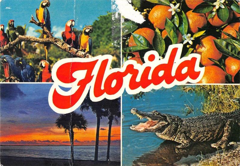 BT9410 animals animaux florida aligator