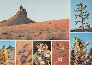 Cleome Arabica Cistanche Phelypaes Desert Flowers Of Saudi Arabia Postcard