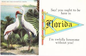 Wood Ibis & Whooping Crane - Florida Greeting.