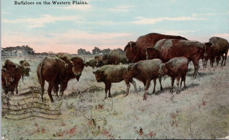 Buffalo On The Western Plains Canada c1911 To May Moore Brandon MB Postcard H21 