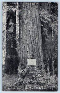 Santa Cruz California Postcard Big Tree Grove Exterior View 1910 Vintage Antique