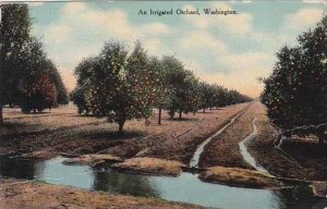 Washington Tacoma An Irrigated Orchard