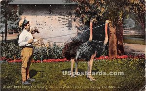 Cawston Ostrich Farm - MIsc, California CA Postcard