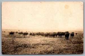 Postcard RPPC United States c1911 Men with Herd of Cattle Cows