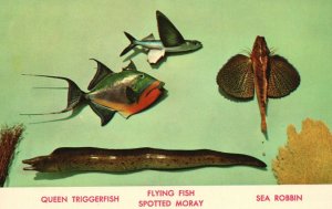 Vintage Postcard Queen Tiggerfish Flying Fish Moray Sea Robbin Salt Water Fishes