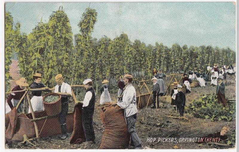 Social History; Hop Pickers, Orpington PPC, 1904 To Miss Savory, Hammersmith