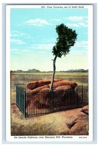c1920 Tree Growing Out Of Rock, Sherman Hill, Wyoming. Postcard F118E