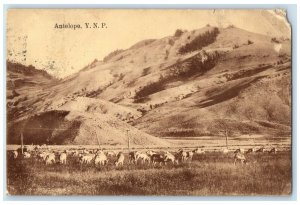 1918 Antelope YNP Yellowstone National Park Wyoming WY Posted Antique Postcard