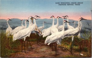 Postcard  Rare Whooping Crane Grouping Aransas Refuge Hastings Museum NE