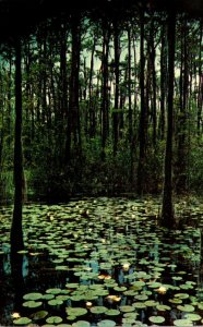 Georgia Waycross Okefenokee Swamp Park 1963