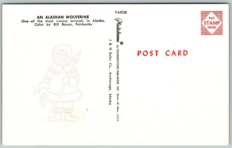 Alaskan Wolverine Alaska - Postcard