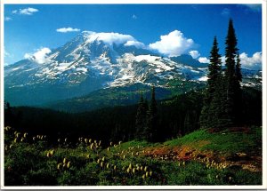 Washington Mt Rainier National Park