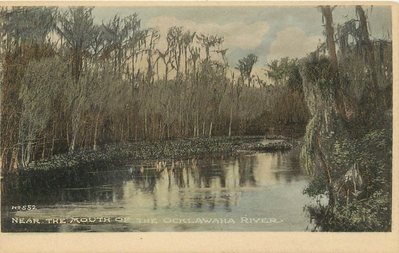 UDB Hand-Colored Postcard; near the Mouth of the Ocklawaha River, Mossy Trees