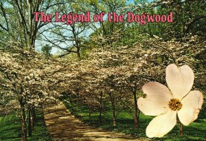 Vintage Postcard The Legend of the Dogwood Sarasota Florida FL