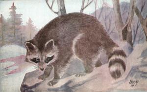 Raccoon Artist Signed c1910 Postcard