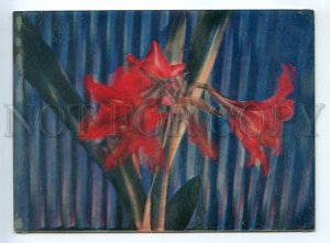 3142622 Hippeastrum Flower Old PHOTO 3D Card