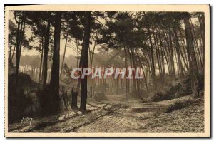 Old Postcard Arcachon Morning D & # 39Automne In La Foret De La Ville D & # 3...