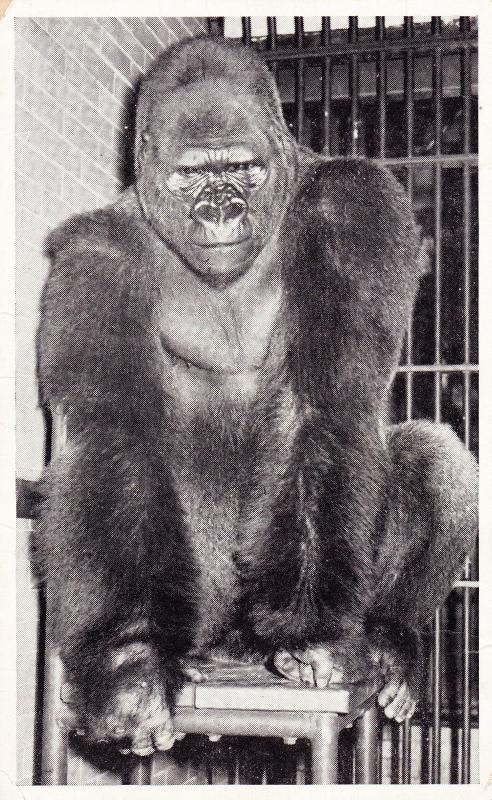 Vintage Postcard, Bushman, Lincoln Park Zoo Gorilla, Chicago IL Unposted  C28