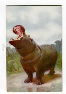 270085 HUNT hippo river-horse by KUHNERT vintage Russian PC