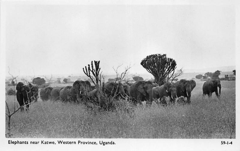 B84735 elephants near katwe western province  uganda