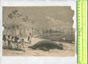 476335 Riou sea cow harvest Vintage engraving book illustration