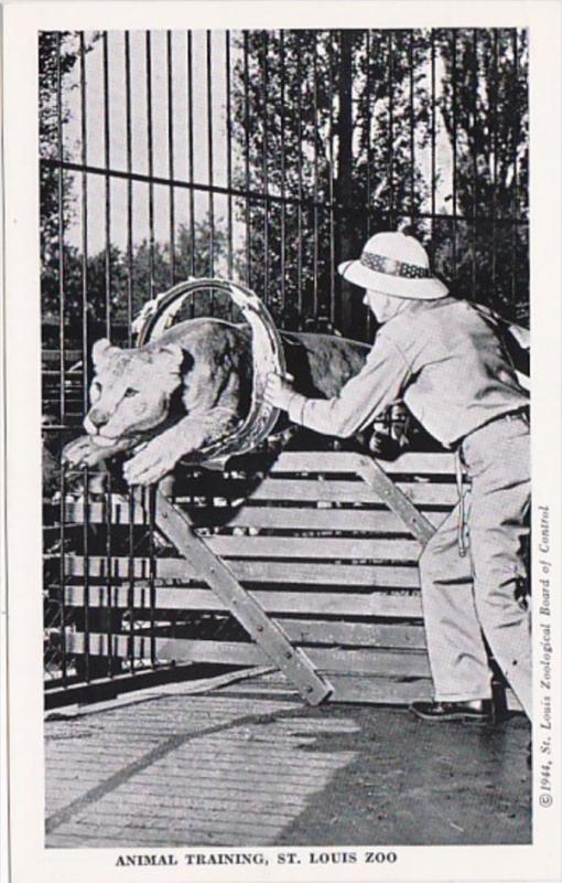 Missouri St Louis Animal Training Lions St Louis Zoo