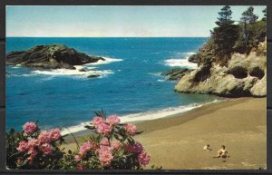 Oregon - Pacific Ocean Seacoast - Sparkling Sands & Native Flowers - [OR-006]