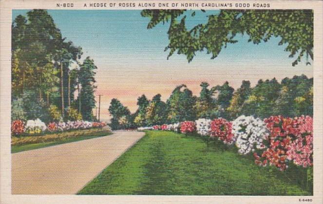 North Carolina Road Scene With Hedge Of Roses 1950