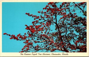 Famous Kapok Tree Blossoms Clearwater Florida FL Postcard VTG UNP Curteich  