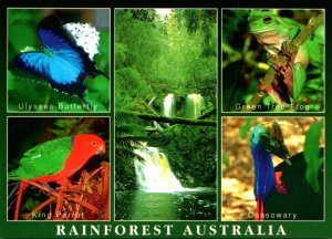 Australia Animals Of The Rain Forest