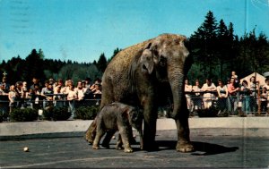 Elephants Baby Elephant Packy and Mother Belle Portland Zoological Gardens Or...