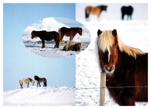 Postcard Iceland - The Icelandic Horse