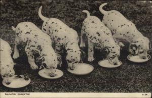 Dalmatian Puppy Dogs Having Dinner Eating Old Postcard