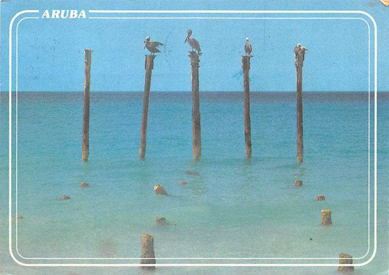 Pelicans - Aruba