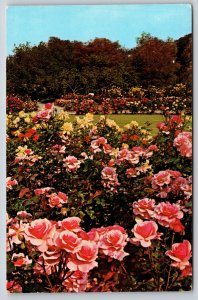 La Canada California~Pink Roses @ Descanso Gardens~Pub Columbia~Vintage Postcard