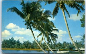 Postcard - Whispering Palms - Florida