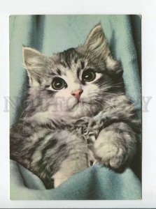 3179387 Cat old postcard