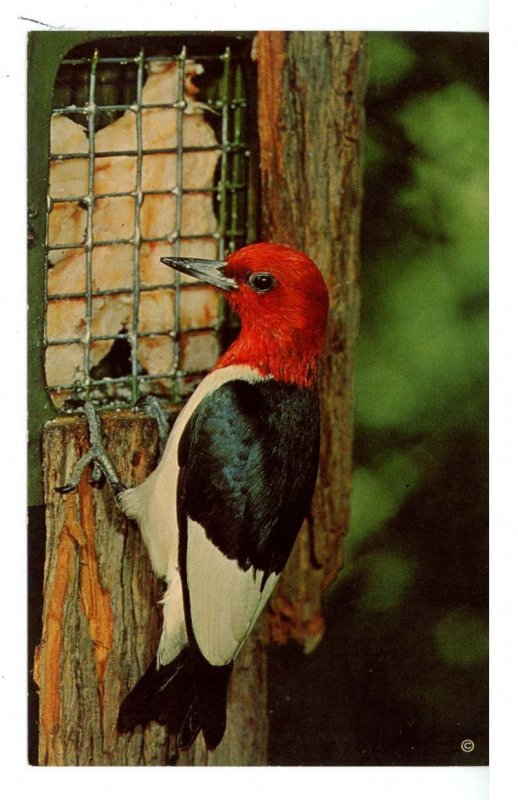Birds - Red-Headed Woodpecker