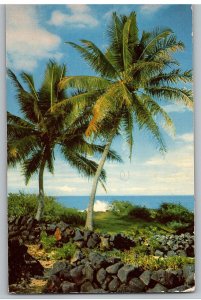 Sun Shines Through Coco Palm Trees Fronds in Kona Hawaii Postcard