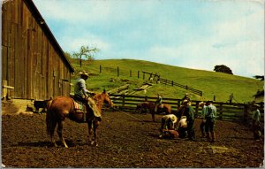 Vtg San Luis Obispo County Cowboys Branding Cattle California CA Unused Postcard