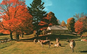 Vintage Postcard Famous Bovines Admire the Beautiful Foliage Tunbridge Vermont