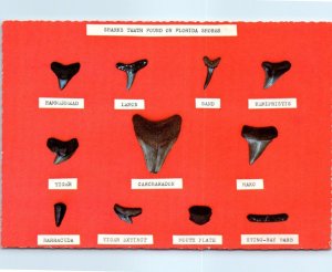 Postcard - Prehistoric Sharks Teeth On Florida Shores - Florida