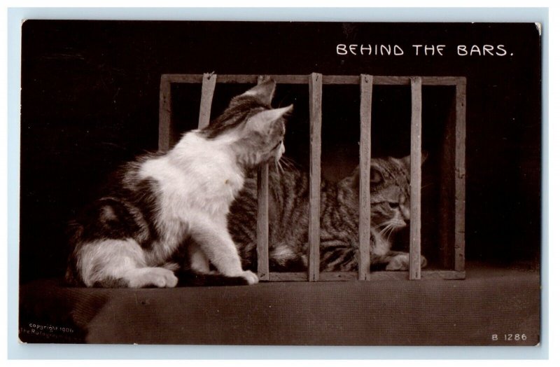 1908 Cats Behind the Bars Jail Kittens Summit Rhode Island RPPC Photo Postcard