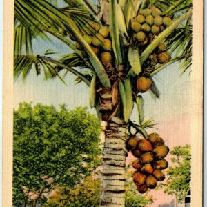 c1940s Florida Coconut Tree Linen Photo Postcard Jacksonville A41